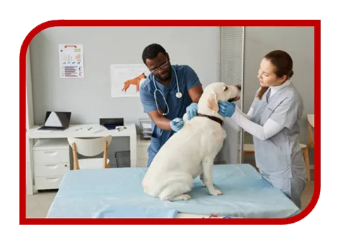 Criação de Website para Clínica Veterinária